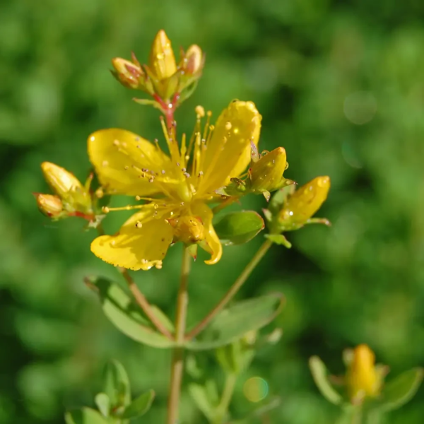 Hypericum perforatum, Prikbladet perikon