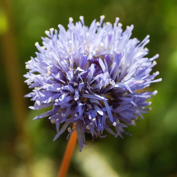 Jasione montana, Blåmunke