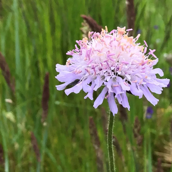 Knautia arvensis, Blåhat