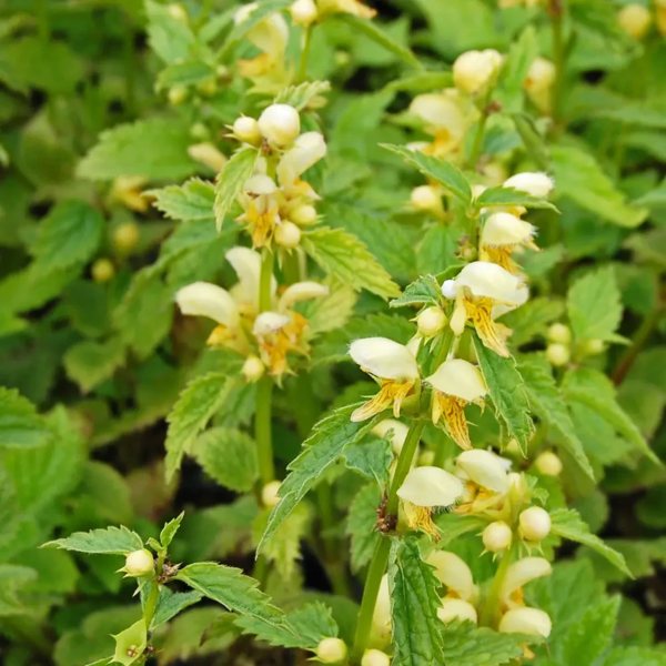 Lamiastrum galeobdolon, Alm. guldnælde
