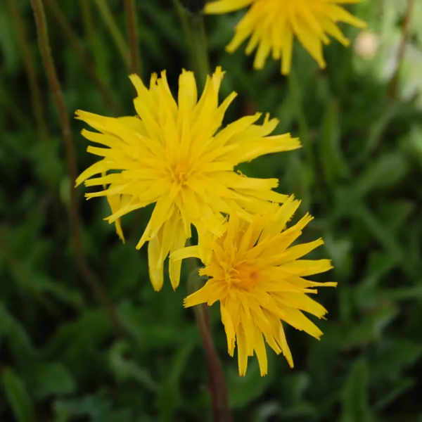 Leontodon hispidus, Stivhåret borst