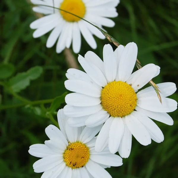 Leucanthemum vulgare, Hvid okseøje
