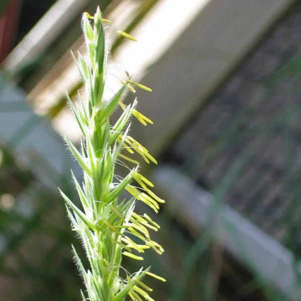 Leymus arenarius, Marehalm