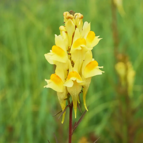 Linaria vulgaris, Alm. torskemund