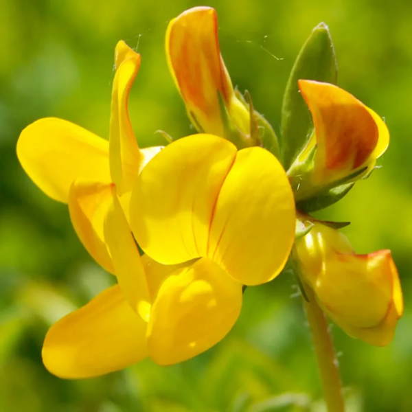 Lotus corniculatus, Alm. kællingetand