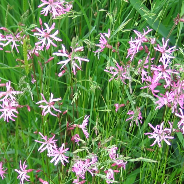 Lychnis flos-cuculi, Trævlekrone