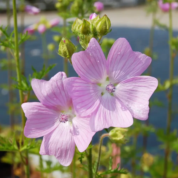 Malva moschata, Moskus-katost