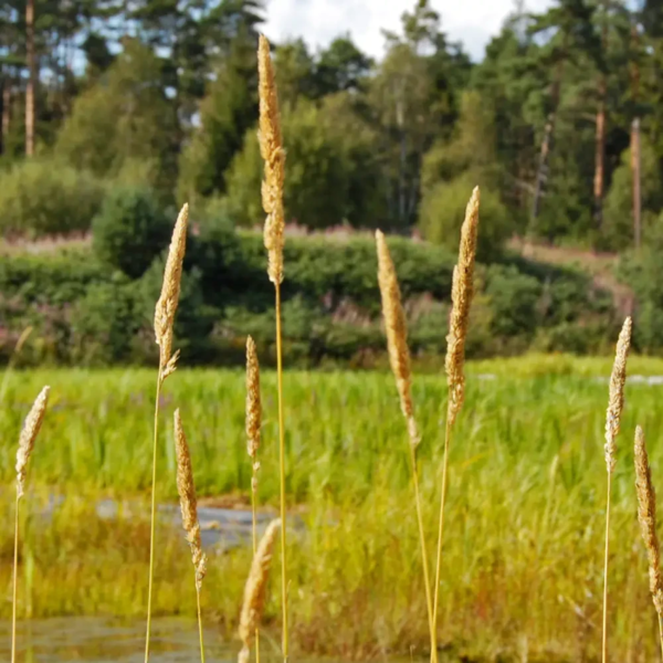 Molinia caerulea, Blåtop
