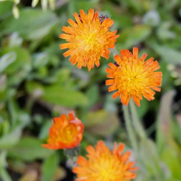 Pilosella aurantiaca, Pomerans-høgeurt