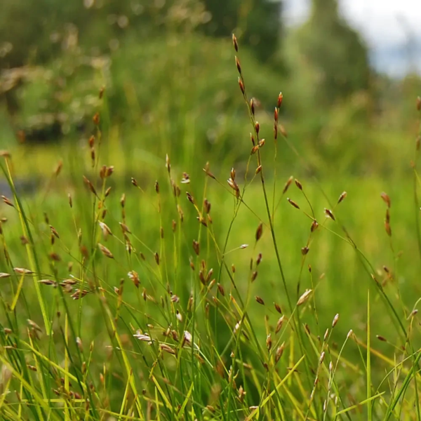 Poa nemoralis, Lund-rapgræs