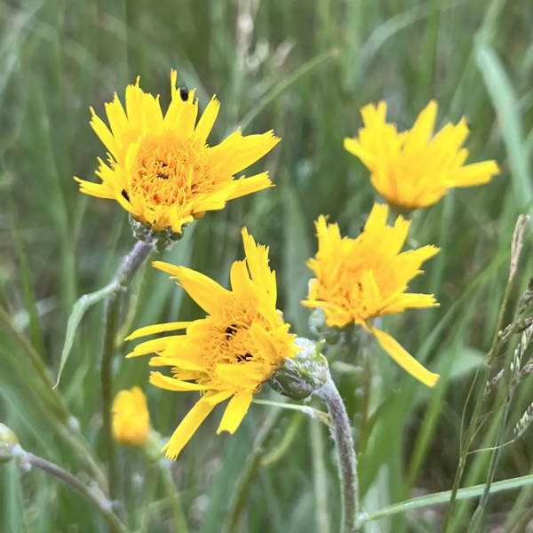 Scorzonera humilis, Lav skorzonèr