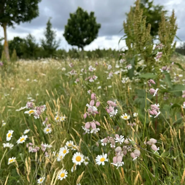 Silene uniflora, Strand-limurt