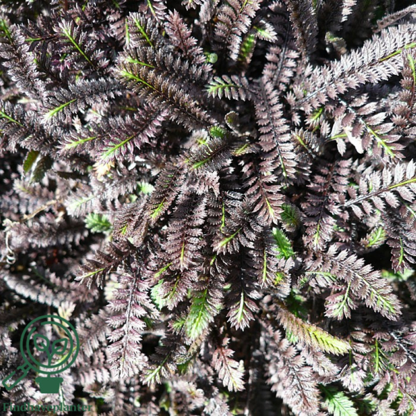 Leptinella potentillina, Trædebregne