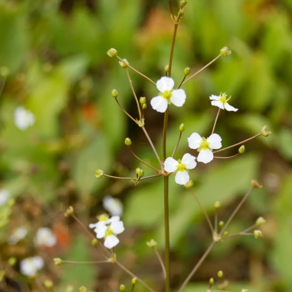 Alisma plantago-aquatica, Vejbred-skeblad
