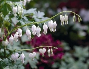 Dicentra spectabilis 'Alba', Hjerteblomst