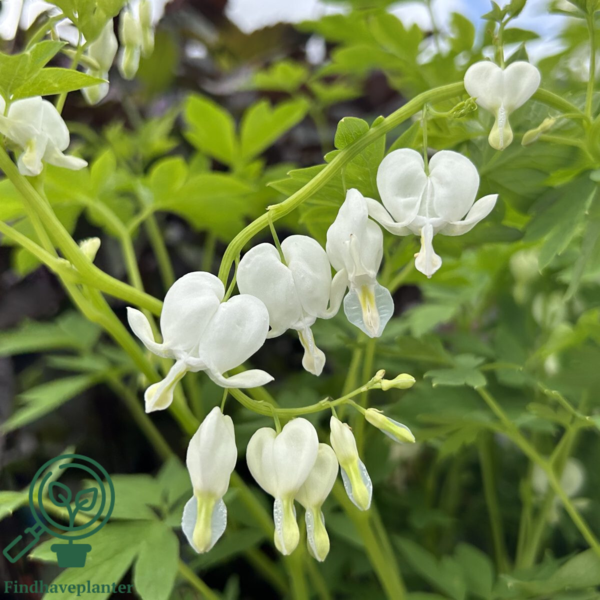 Dicentra spectabilis 'Alba', Hjerteblomst C0,8