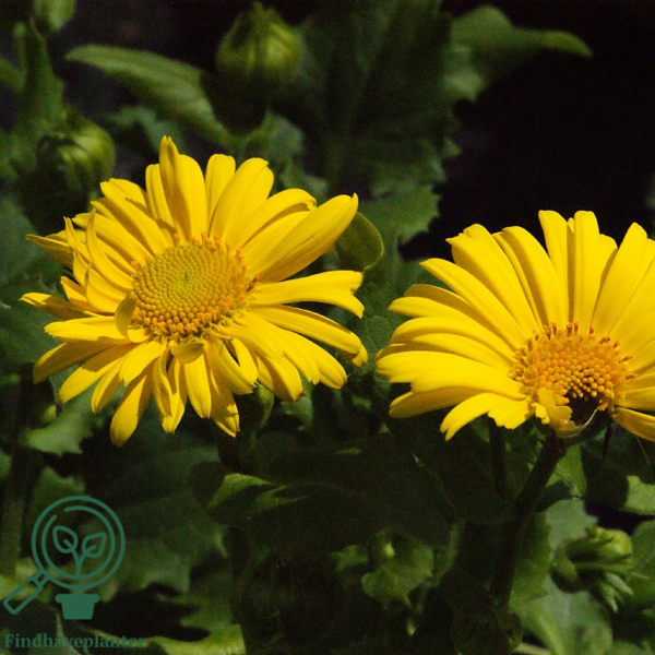 Doronicum orientale 'Little Leo', Gemserod