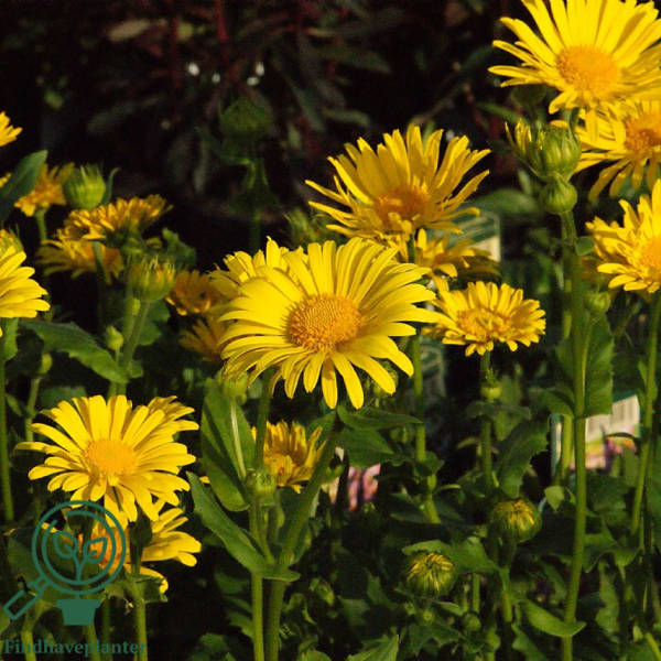 Doronicum orientale 'Little Leo', Gemserod
