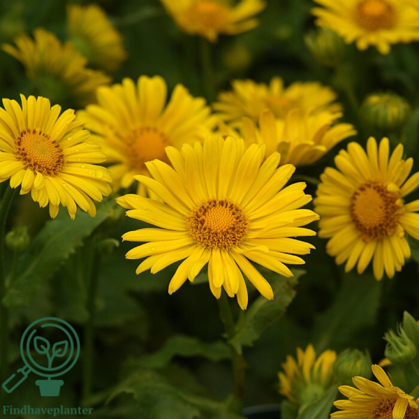 Doronicum orientale 'Little Leo', Gemserod
