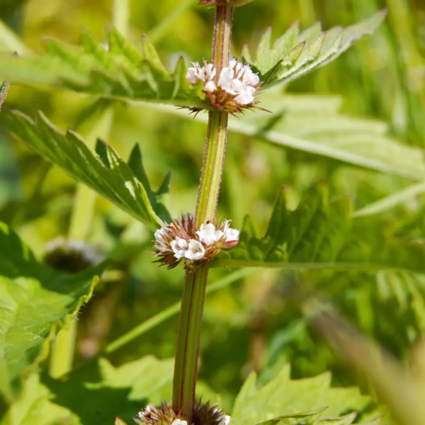 Lycopus europaeus, Sværtevæld