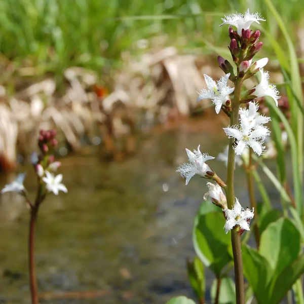 Menyanthes trifoliata, Bukkeblad