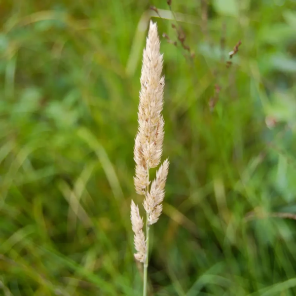 Phalaris arundinacea, Rørgræs