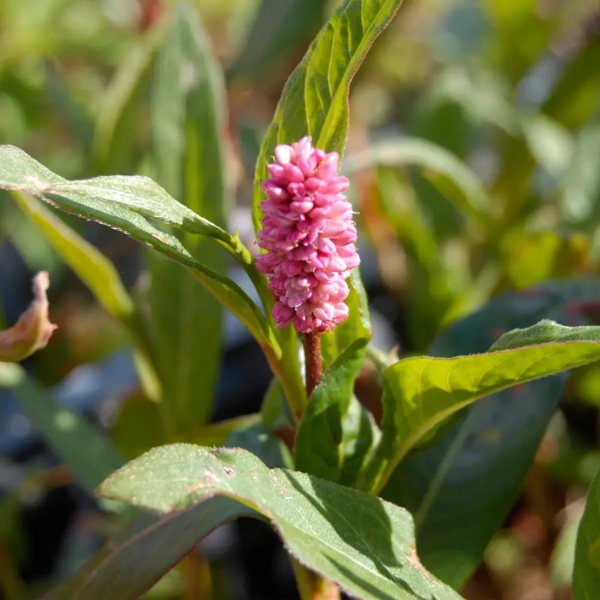 Persicaria amphibia, Vand-pileurt