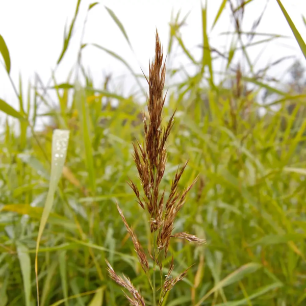 Phragmites australis, Tagrør