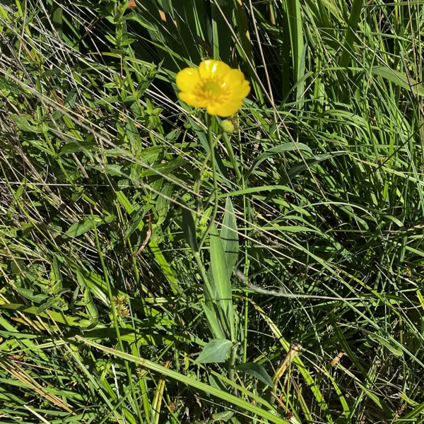 Ranunculus lingua, Langbladet ranunkel