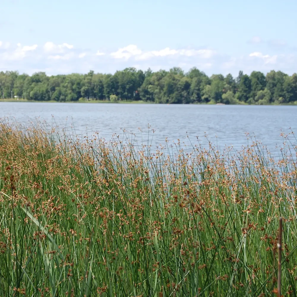 Schoenoplectus lacustris, Sø-kogleaks