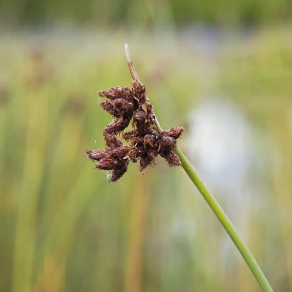 Schoenoplectus tabernaemontanii, Blågrøn kogleaks