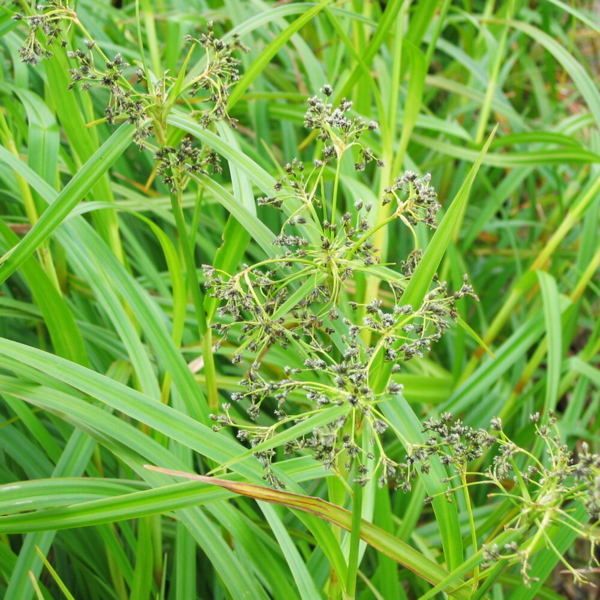 Scirpus sylvaticus, Skov-kogleaks