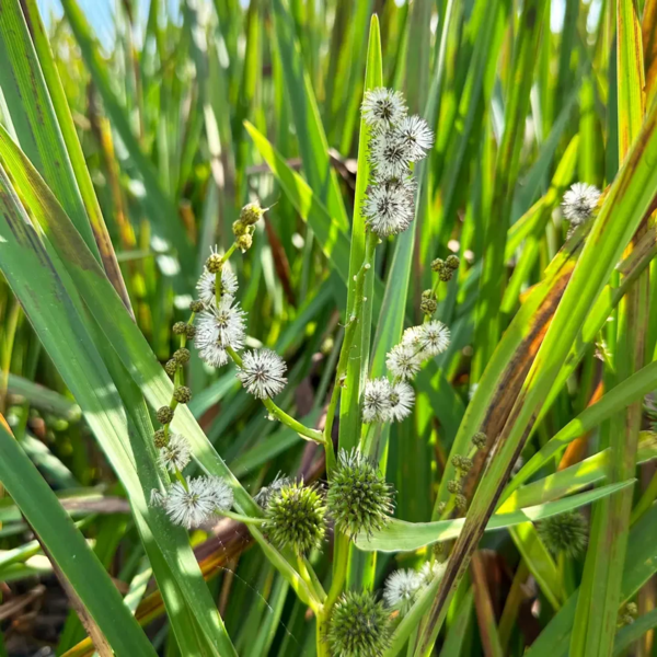 Sparganium erectum L, Grenet pindsvineknop