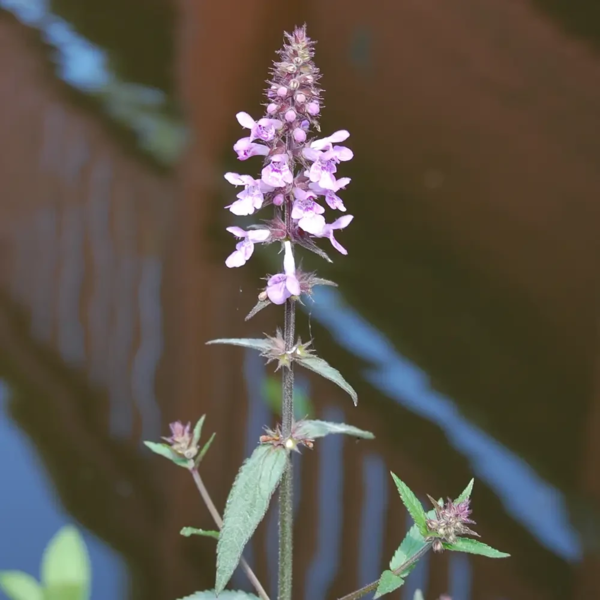 Stachys palustris, Kær-galtetand