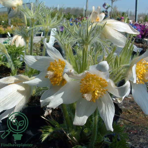 Pulsatilla vulgaris 'Alba', Opret kobjælde