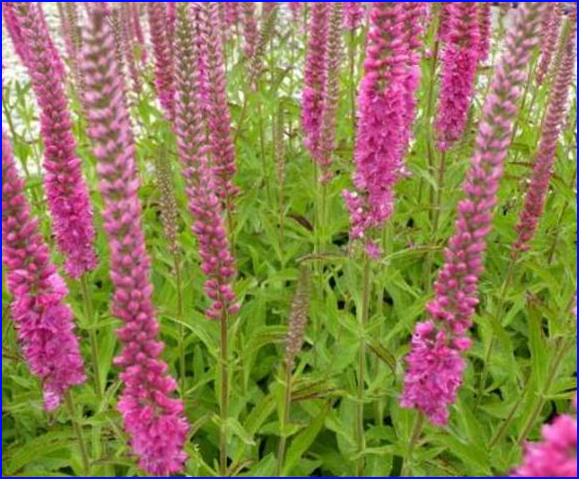 Veronica spicata 'Rotfuchs', Aks Ærenpris