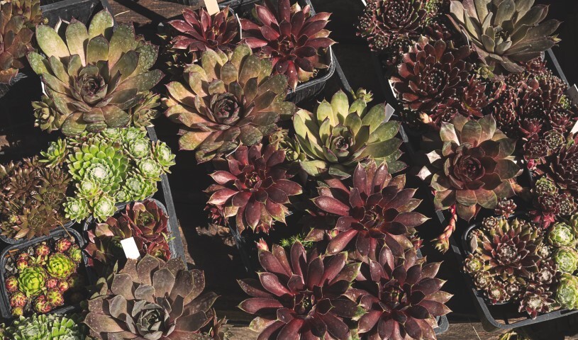 Sempervivum-mix, Husløg