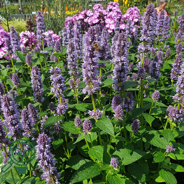 Agastache hybrid 'Blue Fortune', Anisisop
