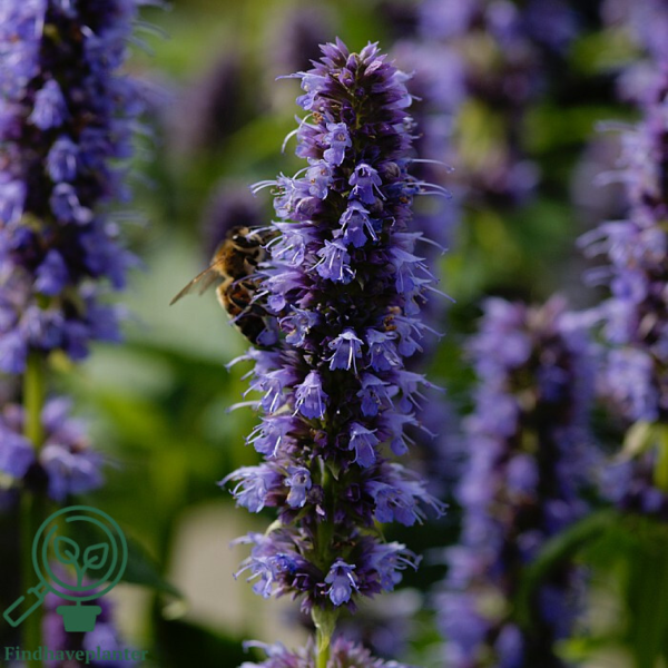 Agastache hybrid 'Blue Fortune', Anisisop