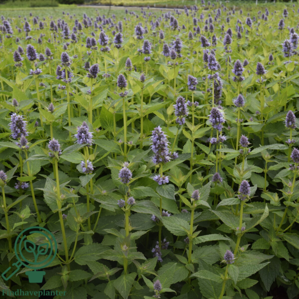 Agastache hybrid 'Blue Fortune', Anisisop