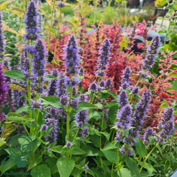 Agastache hybrid 'Blue Fortune', Anisisop