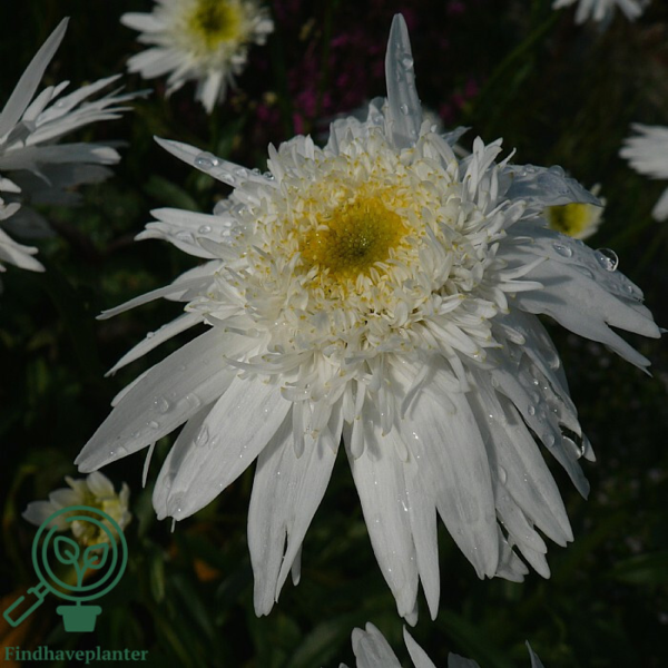 Leucanthemum superbum 'Wirral Supreme',Margerit
