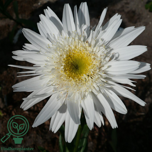 Leucanthemum superbum 'Wirral Supreme',Margerit