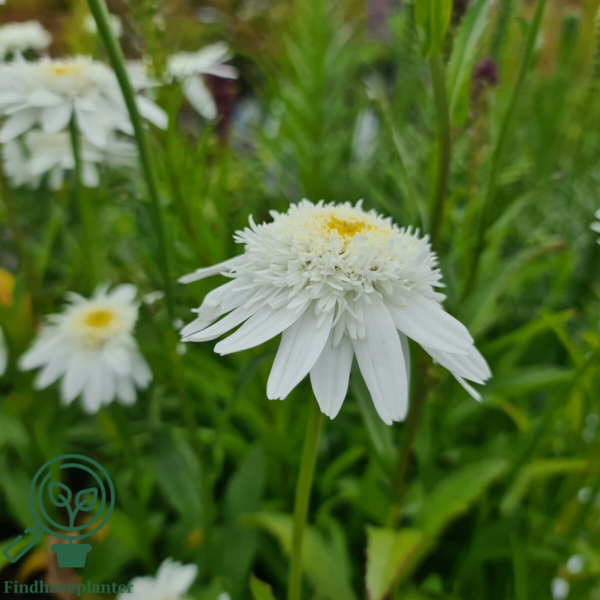 Leucanthemum superbum 'Wirral Supreme',Margerit