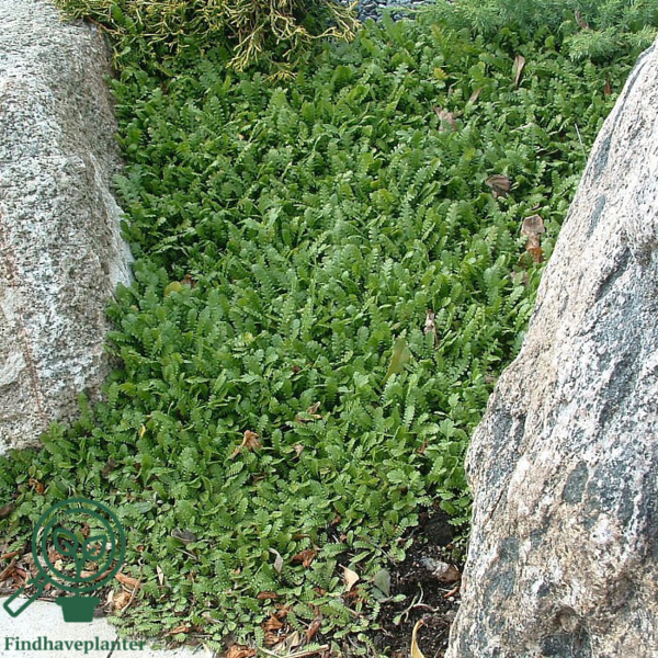 Leptinella dioica, Trædebregne