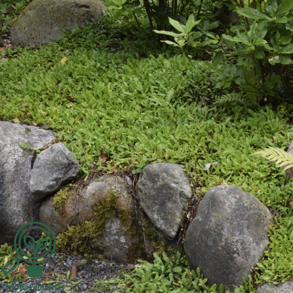Leptinella dioica, Trædebregne