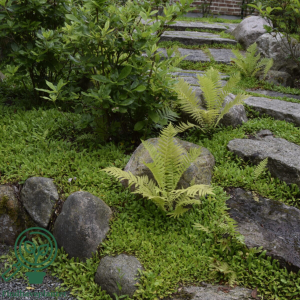 Leptinella dioica, Trædebregne