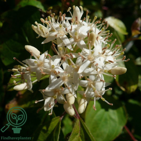 Cornus sanguinea - rød kornel