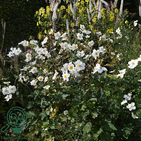 Anemone japonica-hybrid 'Honorine Jobert' Dafo® , Anemone C2,0