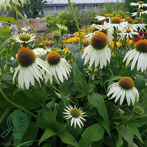 Echinacea purpurea 'White Swan', Solhat
